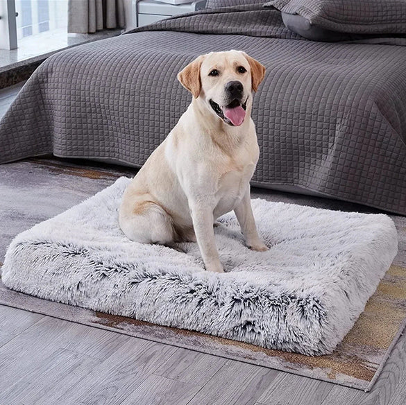 Lit-pour-pour chien