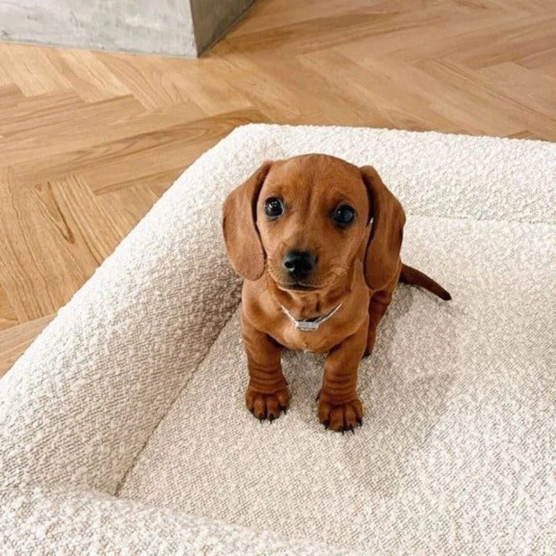 Canapé pour chien | ChenilSquare™️ - Bonheur de chien