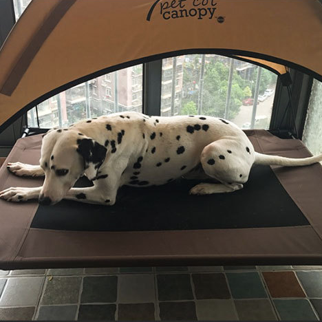 lit sureleve pour chien dalmatien