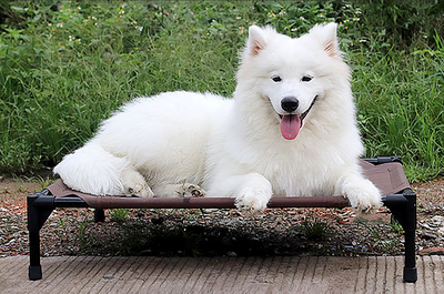 Lit pour chien