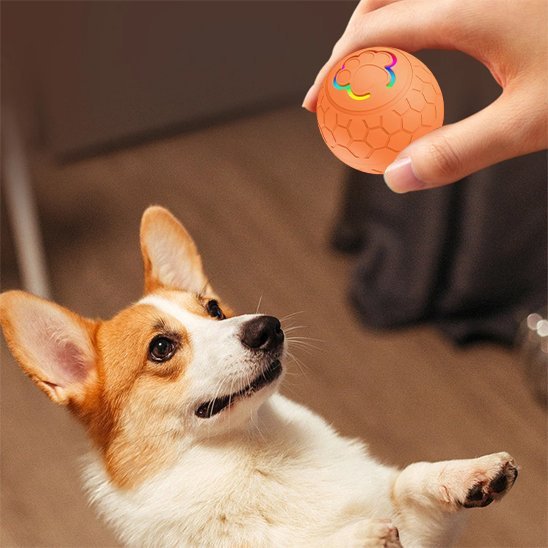 Balle pour chien | Ultra - résistante - Bonheur de chien