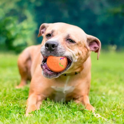 Balle pour chien | Ultra - résistante - Bonheur de chien