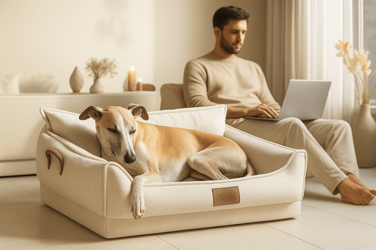 Canapé pour chien