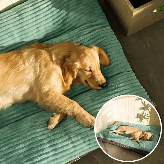 Coussin pour chien déhoussable | DoggyVIP™️ - Bonheur de chien