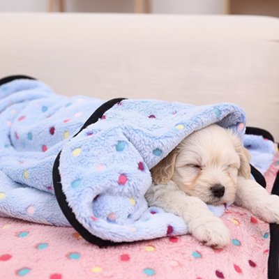 Couverture pour chien chiot blanc dort 