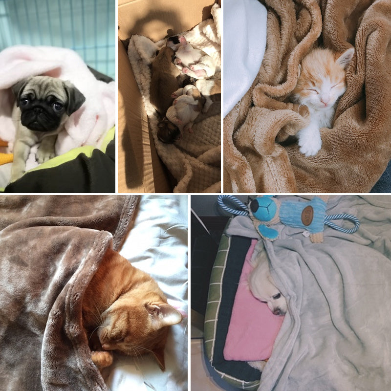 couverture pour chien et chat