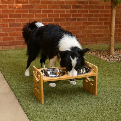 Gamelle Surélevée Border Collie dans la cour