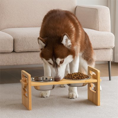 Gamelle Surélevée dans le salon un chien esquimaux