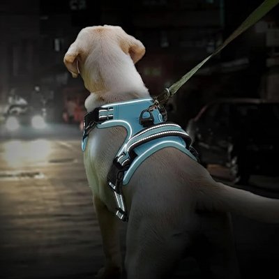 Harnais chien turquoise