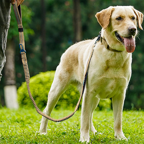 Laisse pour chien kaki avec son maître au parc