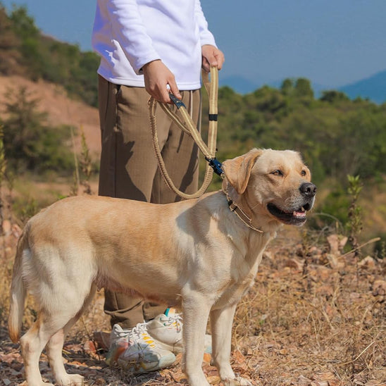 Laisse-pour-chien-kaki-en-montagne