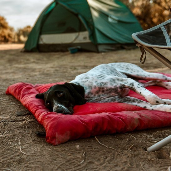 Lit de camp pour chien | DogCamp™️ - Bonheur de chien