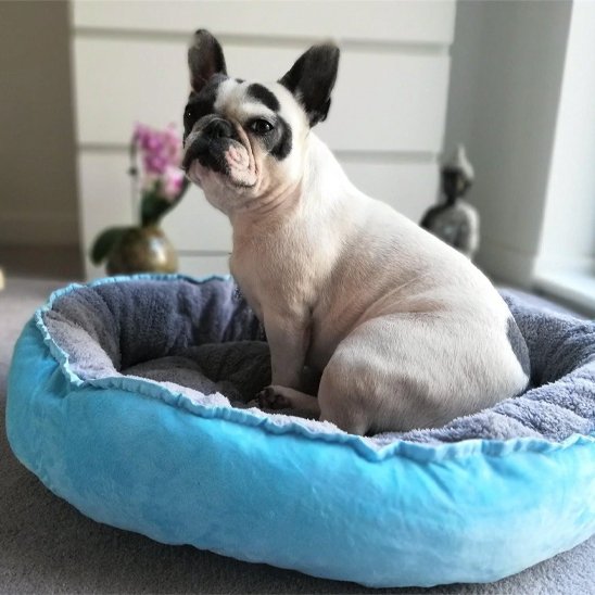 Panier pour chien bleu et gris salon
