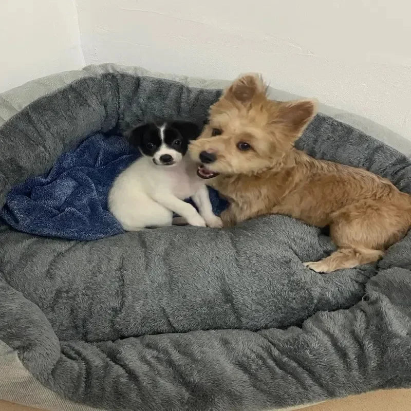 panier pour chien doggydodo chiots