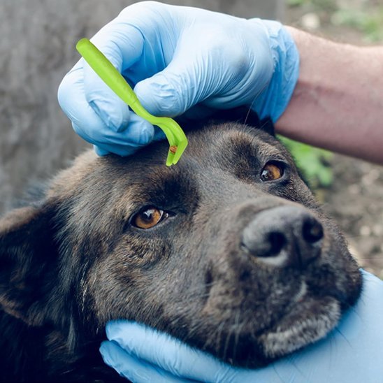 Pince à tique | PetProtect - Bonheur de chien