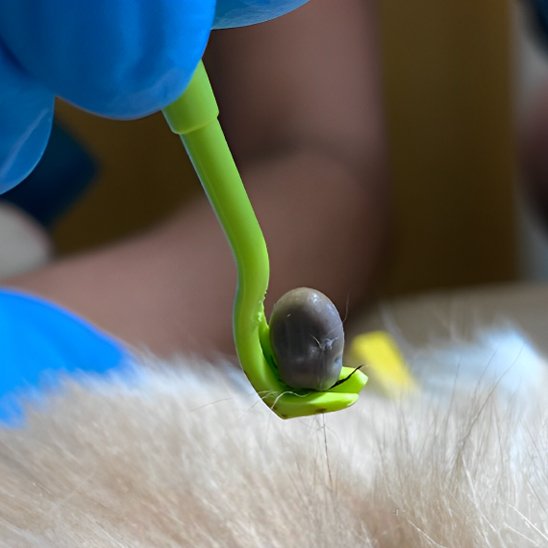 Pince à tique | PetProtect - Bonheur de chien